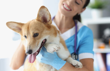Best Pet Insurance Affilaite Programs
